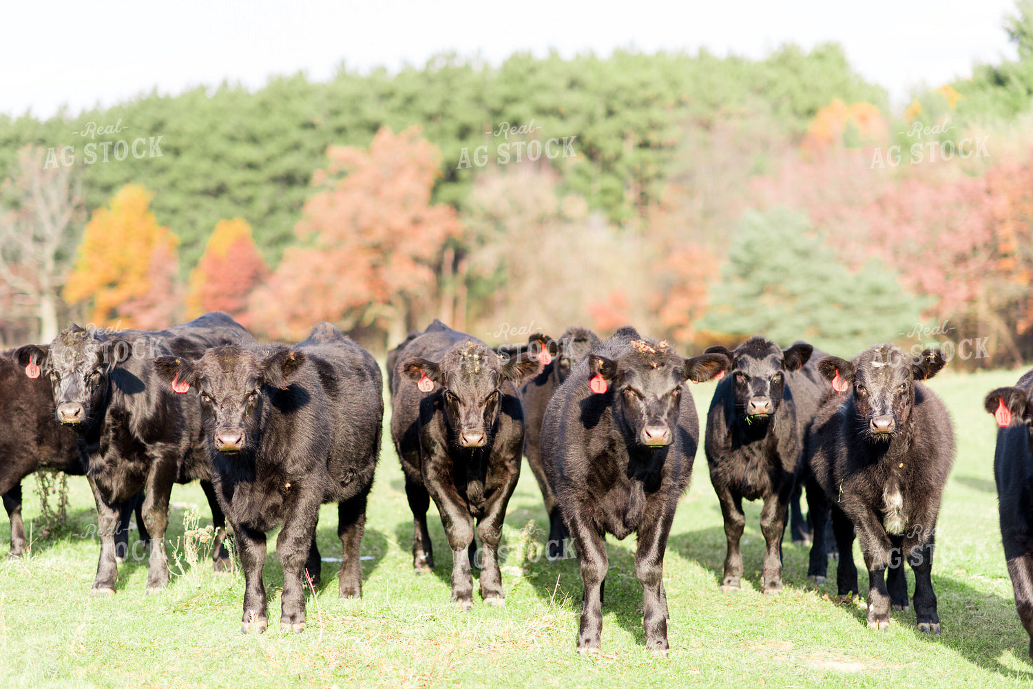 Angus Cattle in Pasture 74022