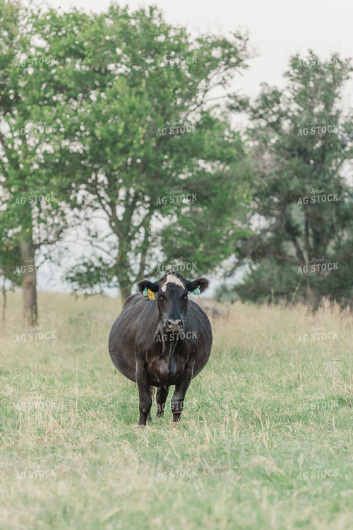 Cattle on Pasture 131041