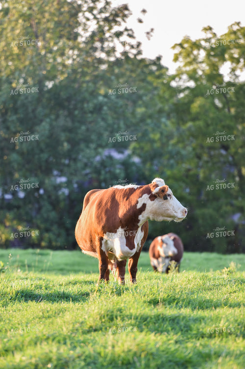 Hereford Cattle in Pasture 120006