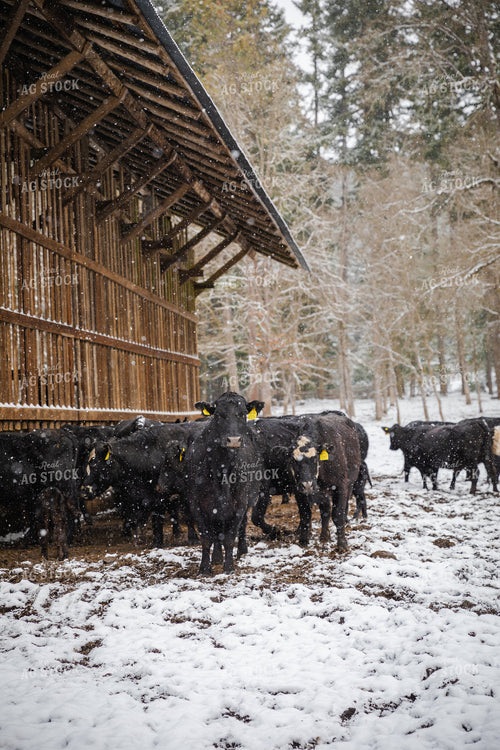 Angus Cattle in Snow Next to Shelter 66001