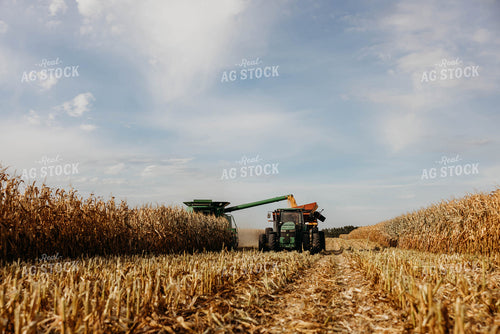 Corn Harvest 152111