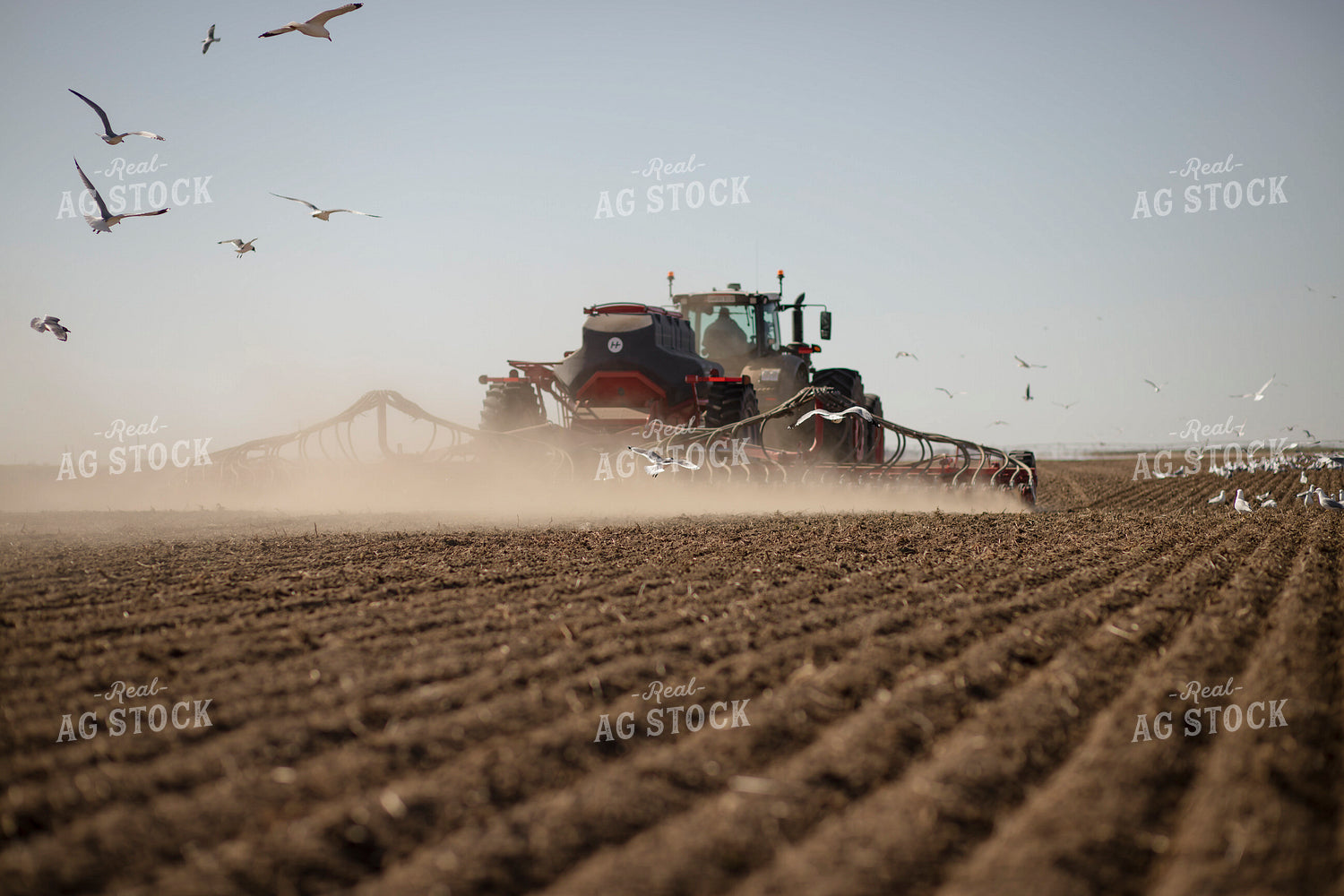 Disc Seeder 135067