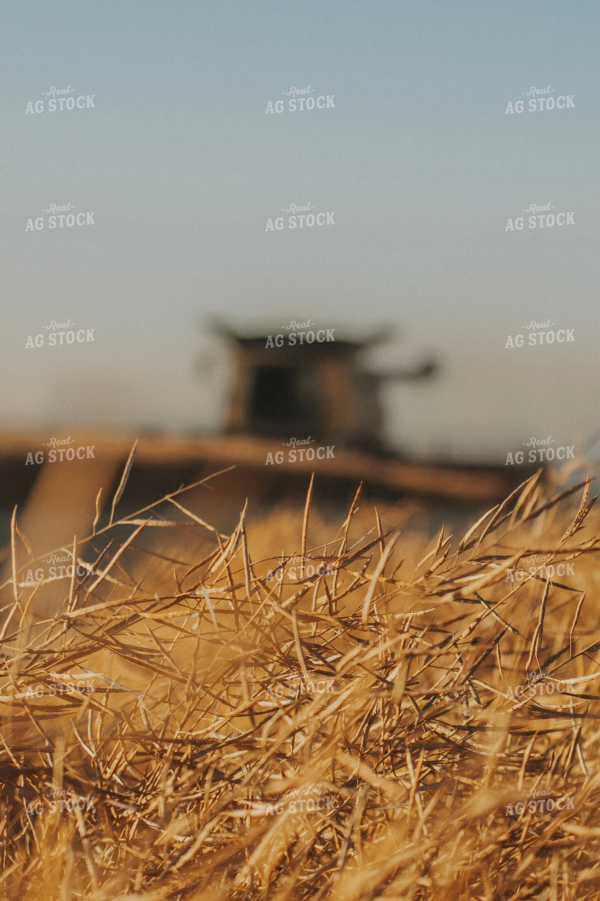Canola Harvest 187411