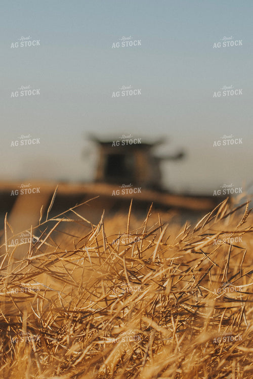 Canola Harvest 187411