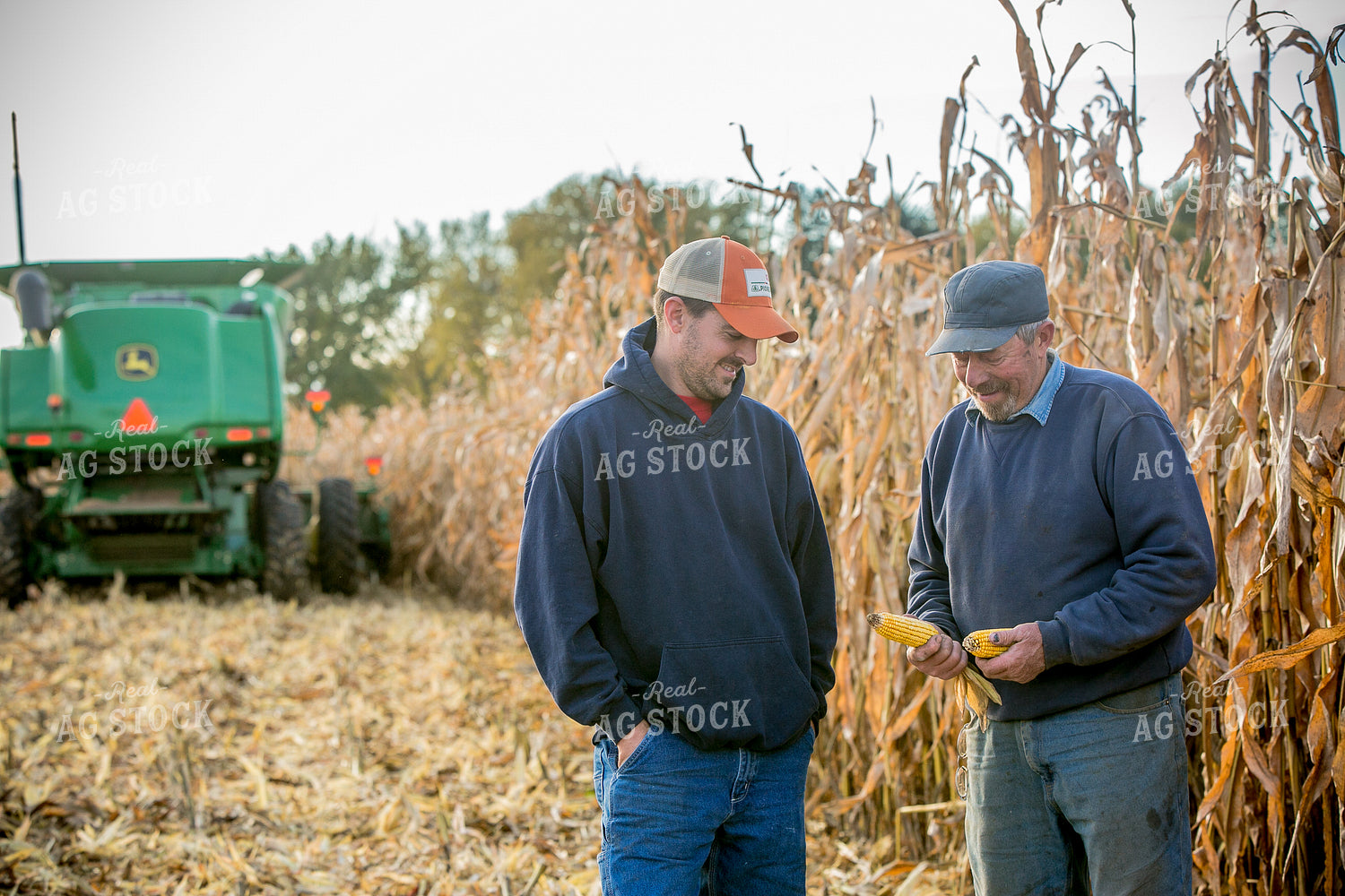 Farmers Checking Ears in Corn Field 250085