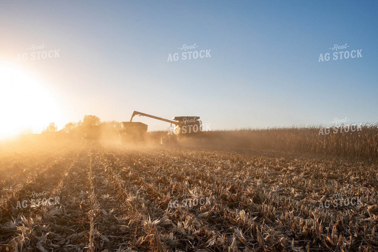 Corn Harvest 76534