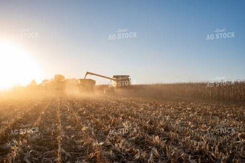 Corn Harvest 76534