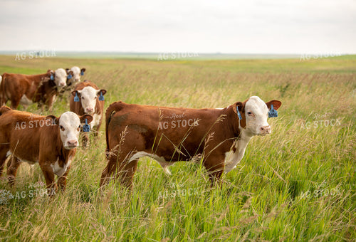 Hereford Calves on Pasture 212050