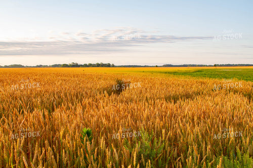 Field of Wheat 79015