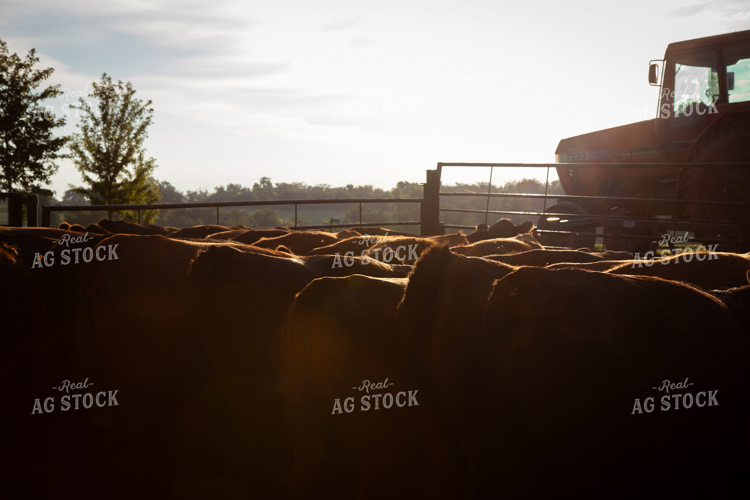Cattle Lined Up at Feed Bunk 268393
