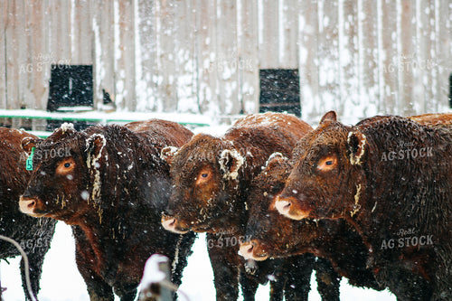 Red Angus in Snow 214022