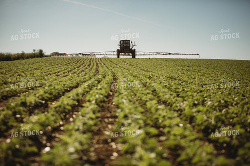 Soybean Field with Sprayer in Background 4355