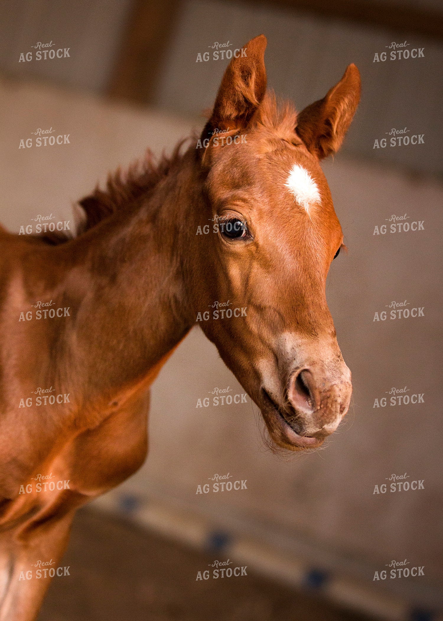 Foal 55380