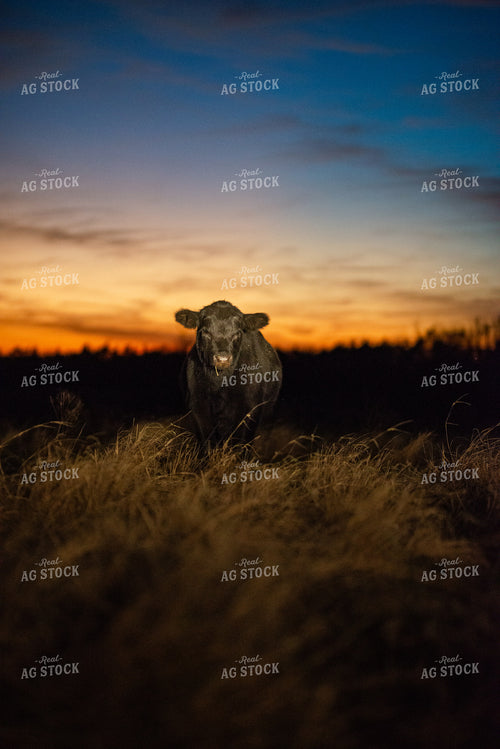 Calf at Sunset 301041