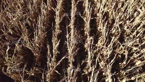 Aerial of Corn Harvest Close Combine Flyover 114038