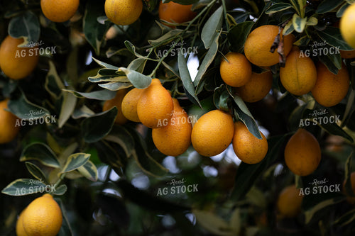 Kumquats 276033