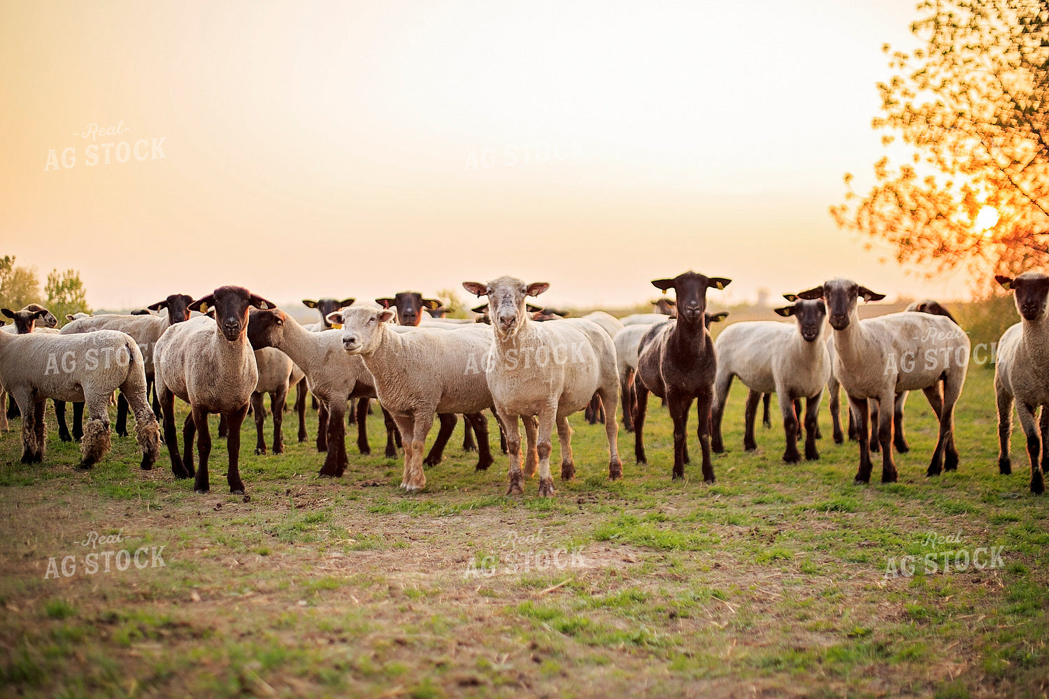 Sheep in Pasture 93170