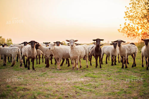 Sheep in Pasture 93170