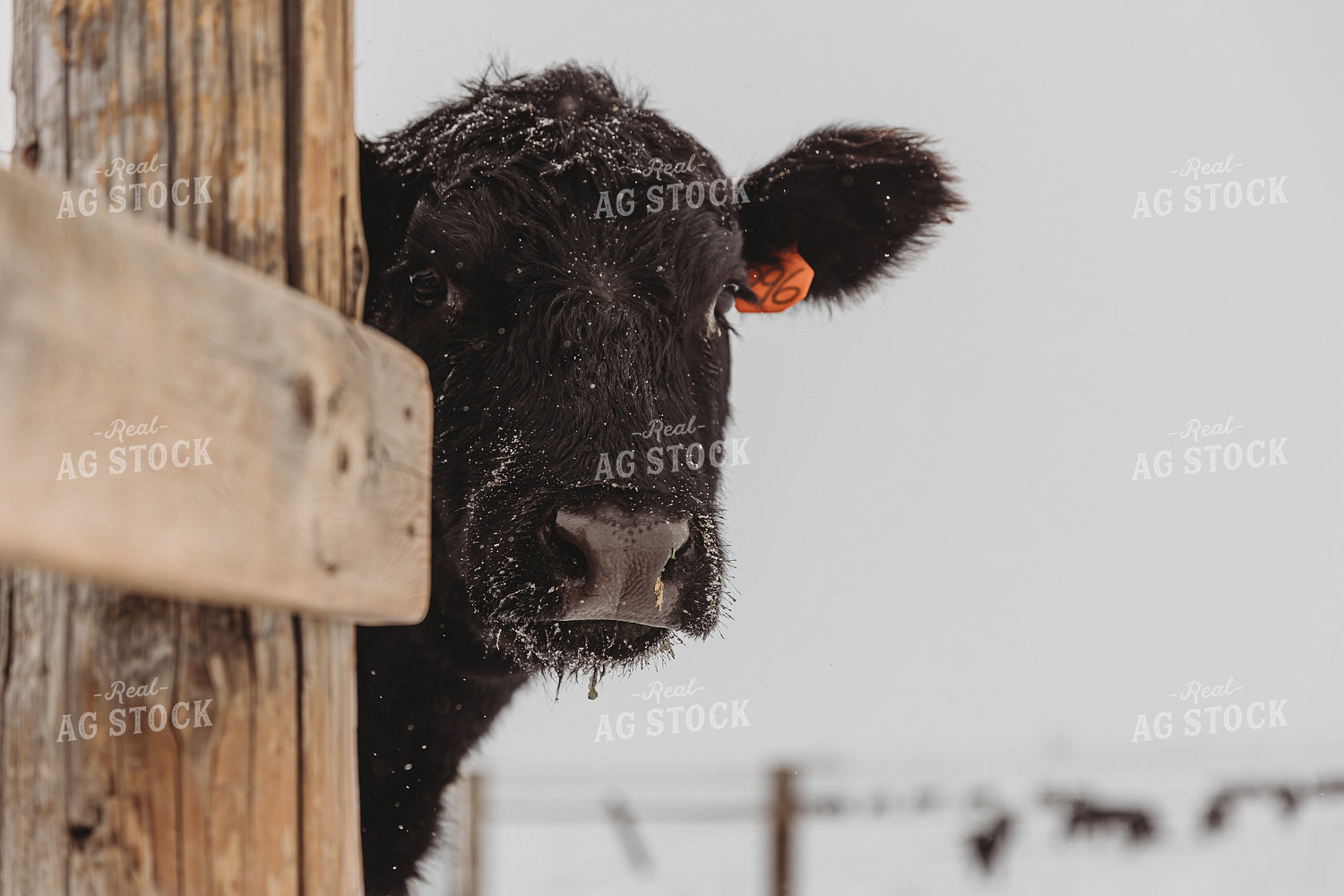 Angus Cow in Pasture 61116