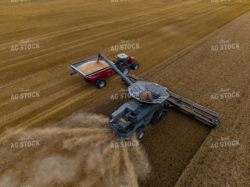 Wheat Harvest 115972