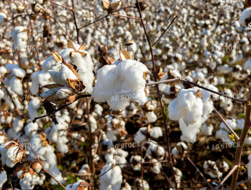 Cotton 154001