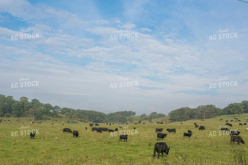 Cattle on Pasture 145001