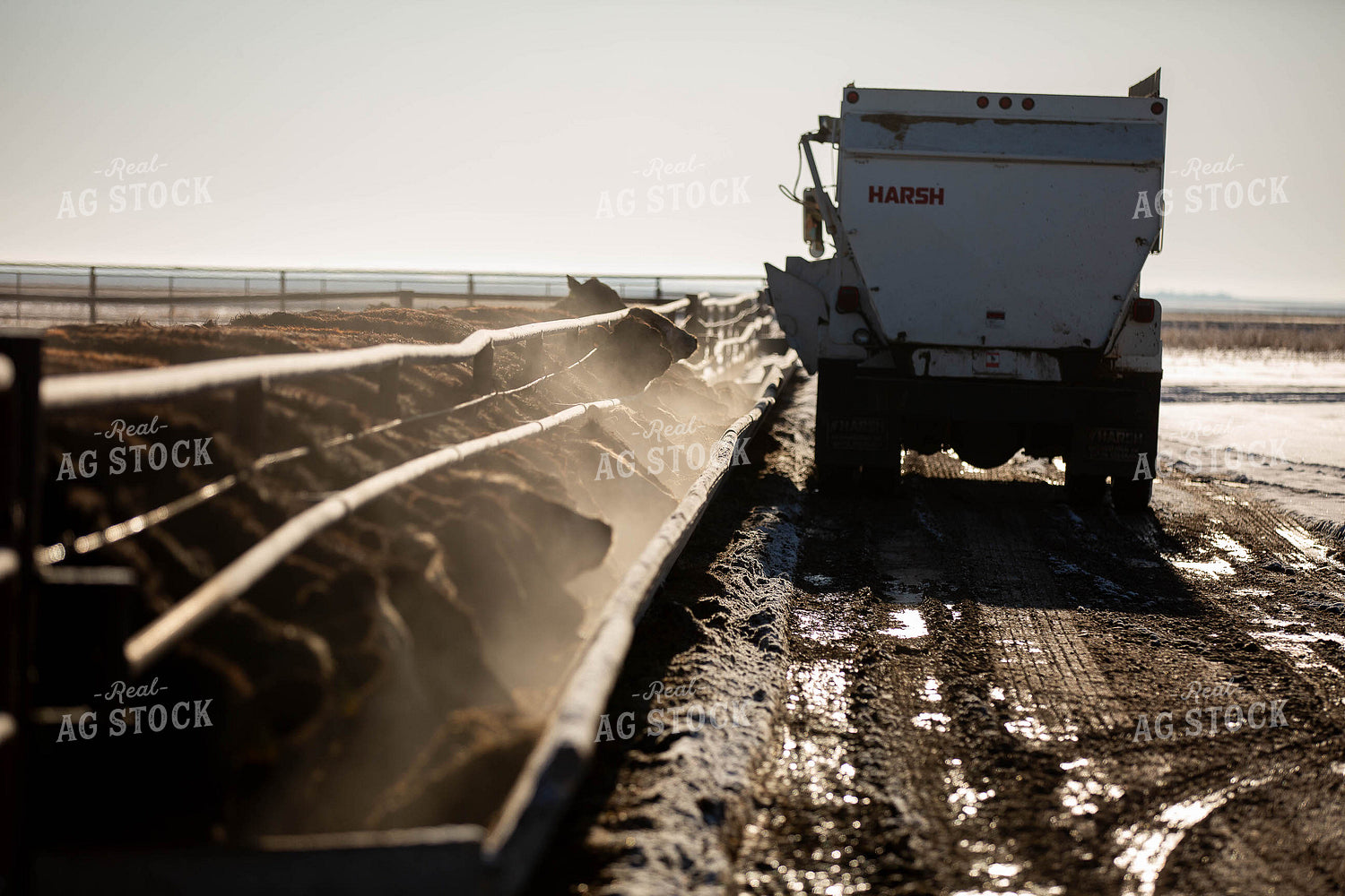 Feeding Cattle 303014