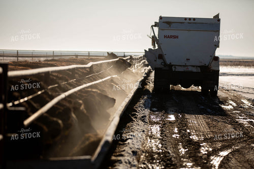 Feeding Cattle 303014