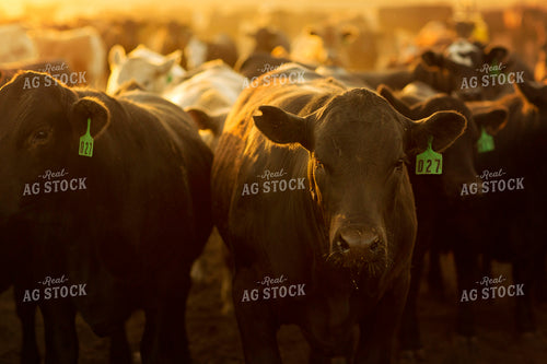 Feedyard Cattle at Sunrise 3831