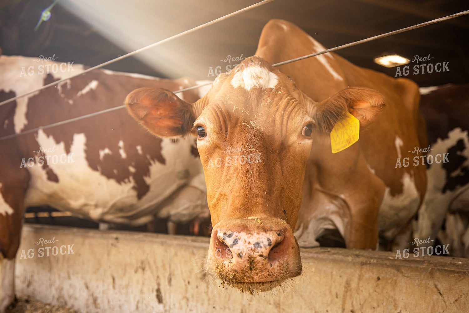 Dairy Cattle in Barn 270384