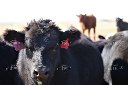 Cattle on Pasture 82129