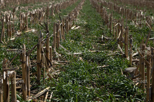 Cover Crops in Corn Stalks 67206