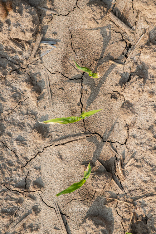 Emerging Corn 76692