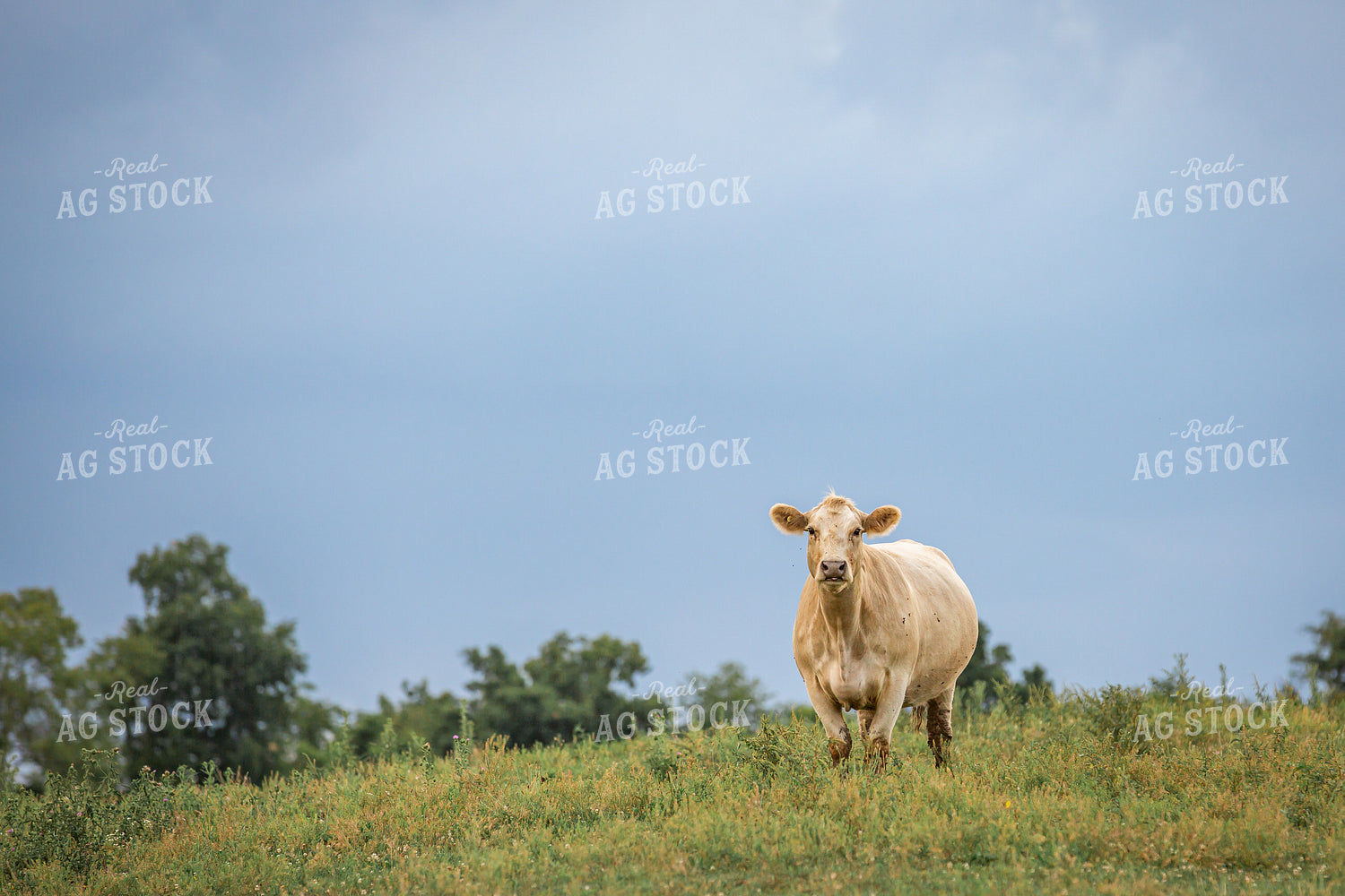Cattle on Pasture 270239