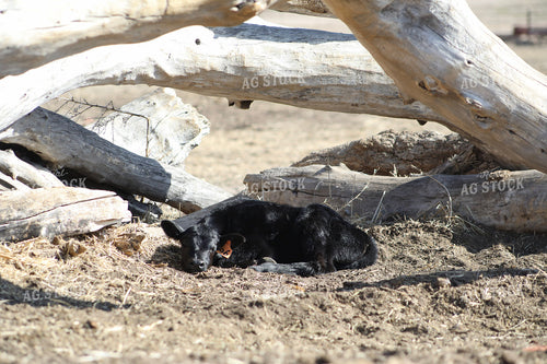 Angus Calf 117234