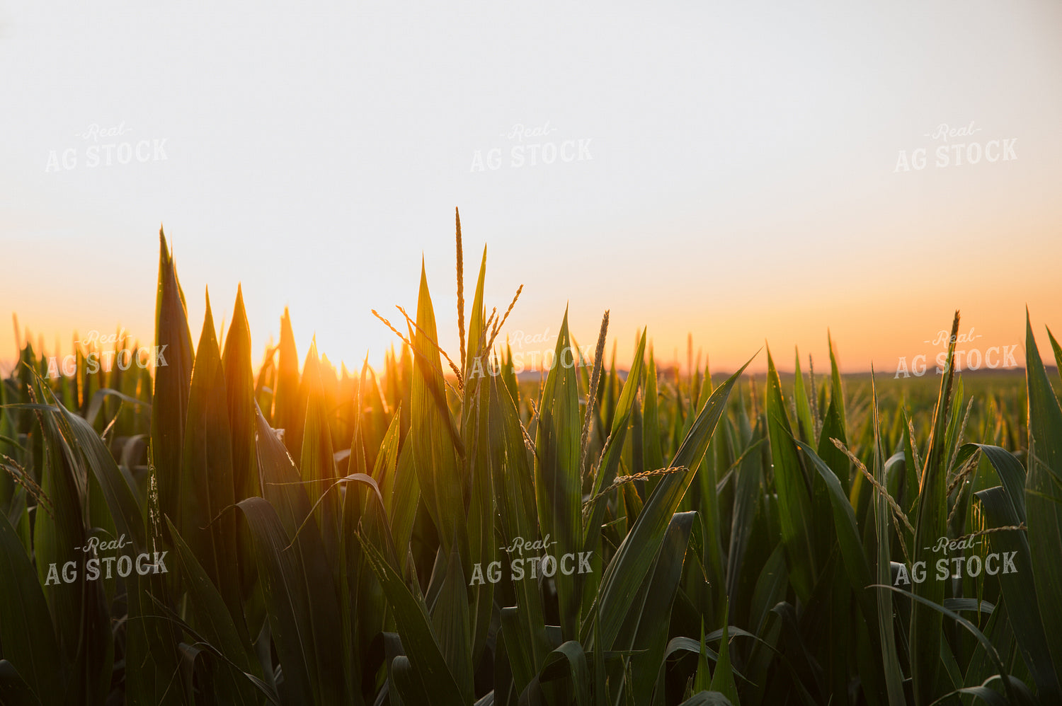 Corn Field 25993
