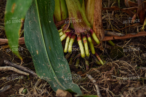 V14 Corn Brace Roots 84003