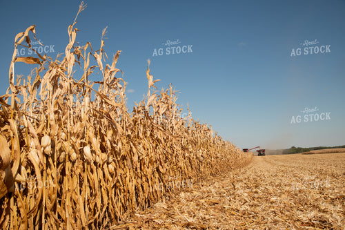 Combine Unloading Corn into an Auger Wagon on the Go on a Sunny Day 25924