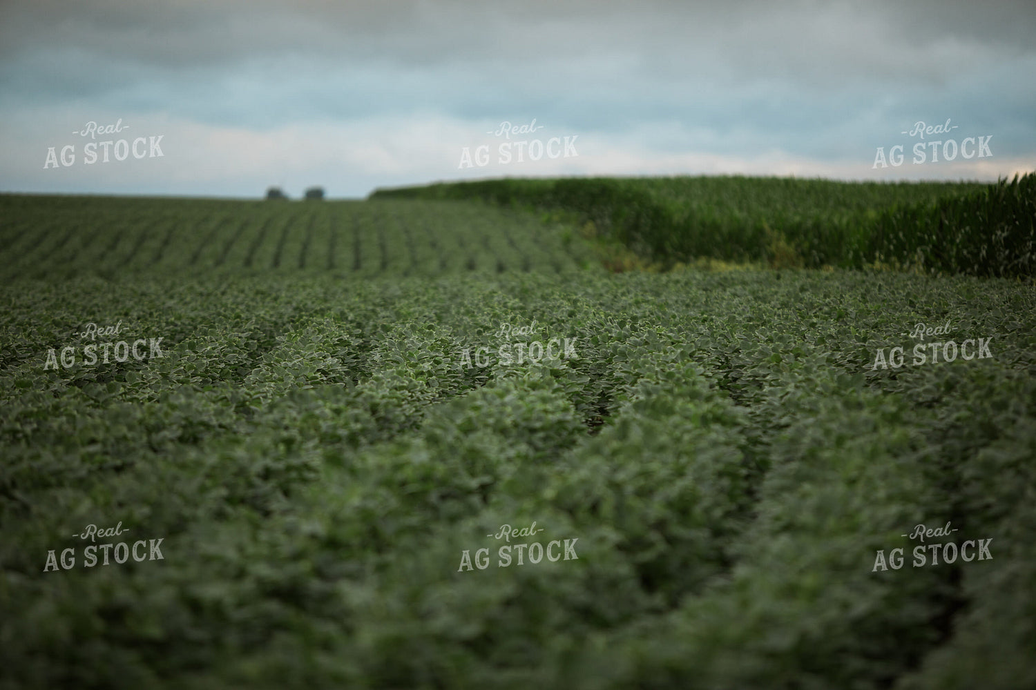 Green Corn and Soybean Field Border 6299