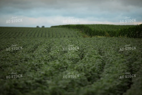 Green Corn and Soybean Field Border 6299
