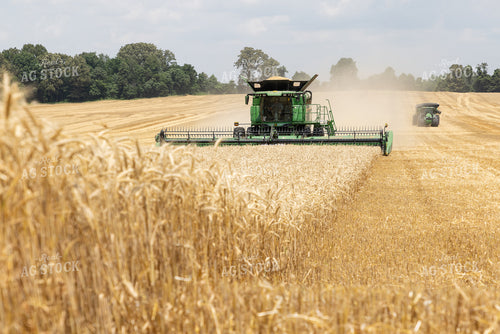 Wheat Harvest 79808