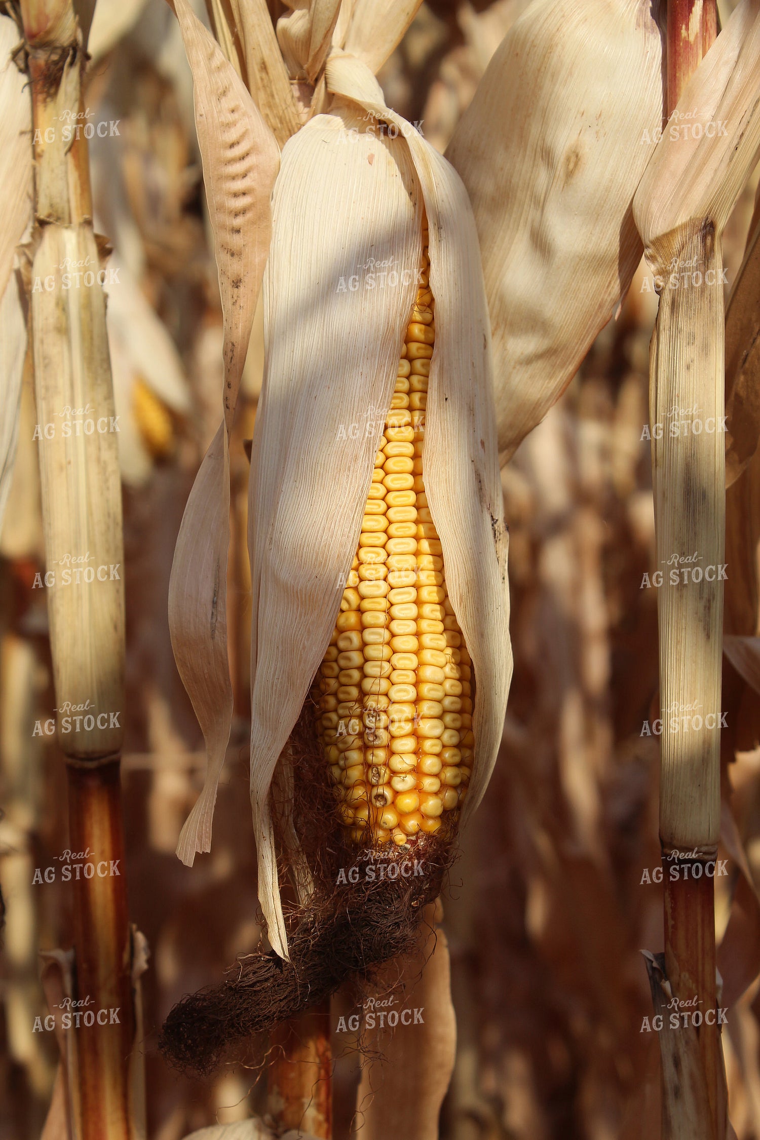Dried Ear of Corn 141188
