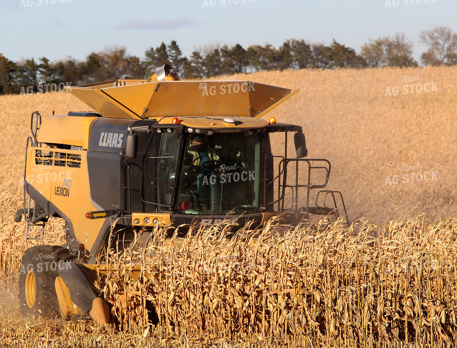 Corn Harvest 141496