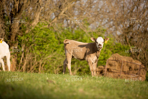 Calf - Charolais and Angus Cross 4