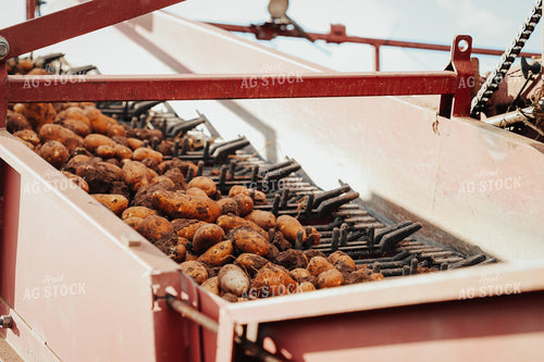 Potato Harvest 83123