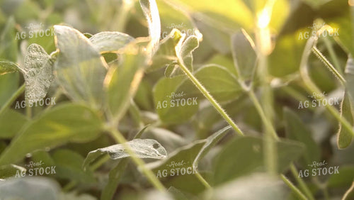 Soybean Video - Sunrise Sunflare 4926