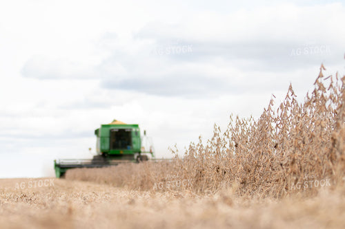 Soybean Harvest 157107