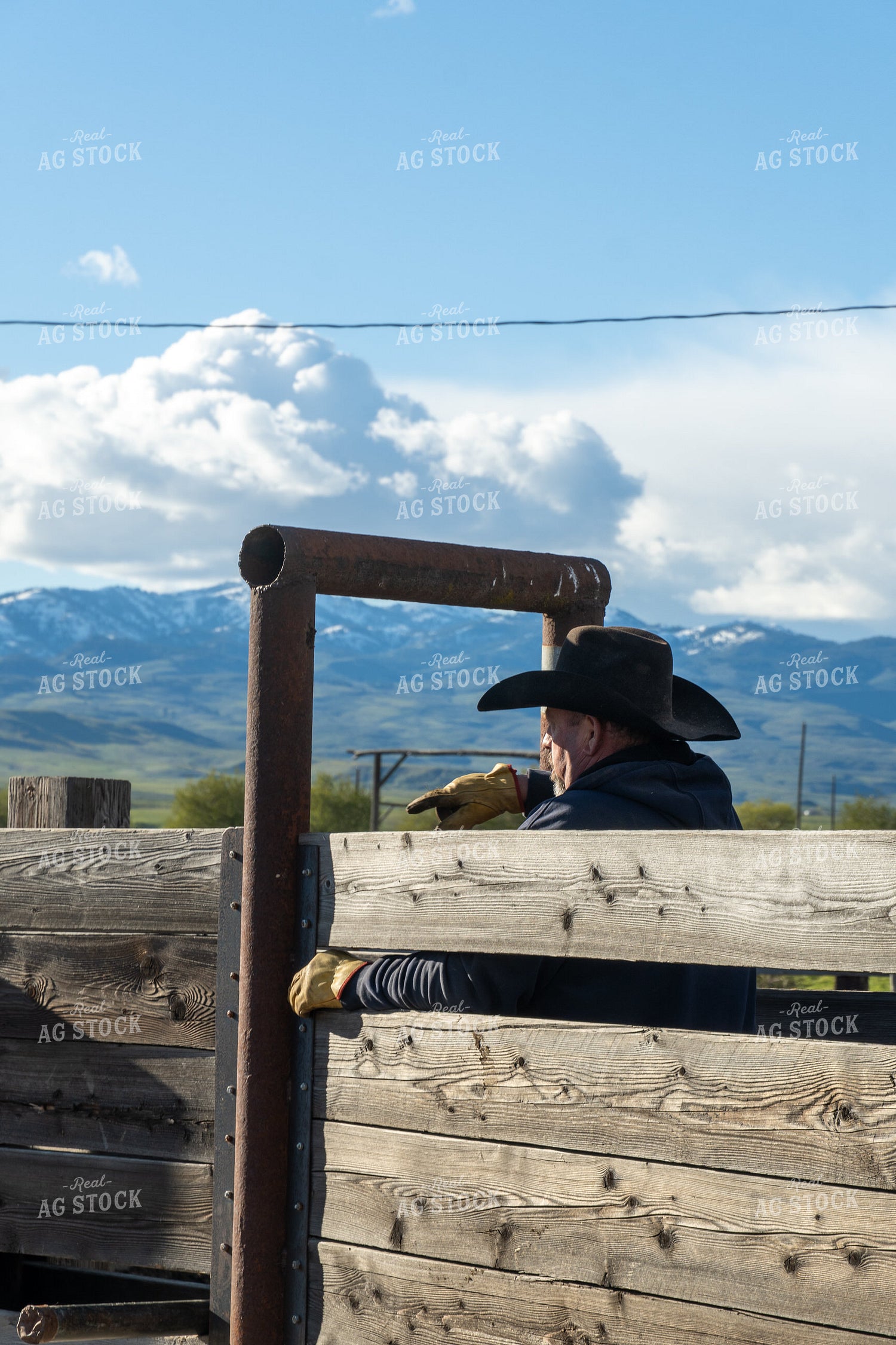 Rancher Working Cattle 65625