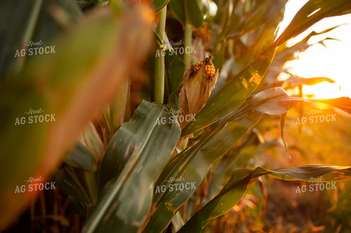 Corn - Mid-Season 2329