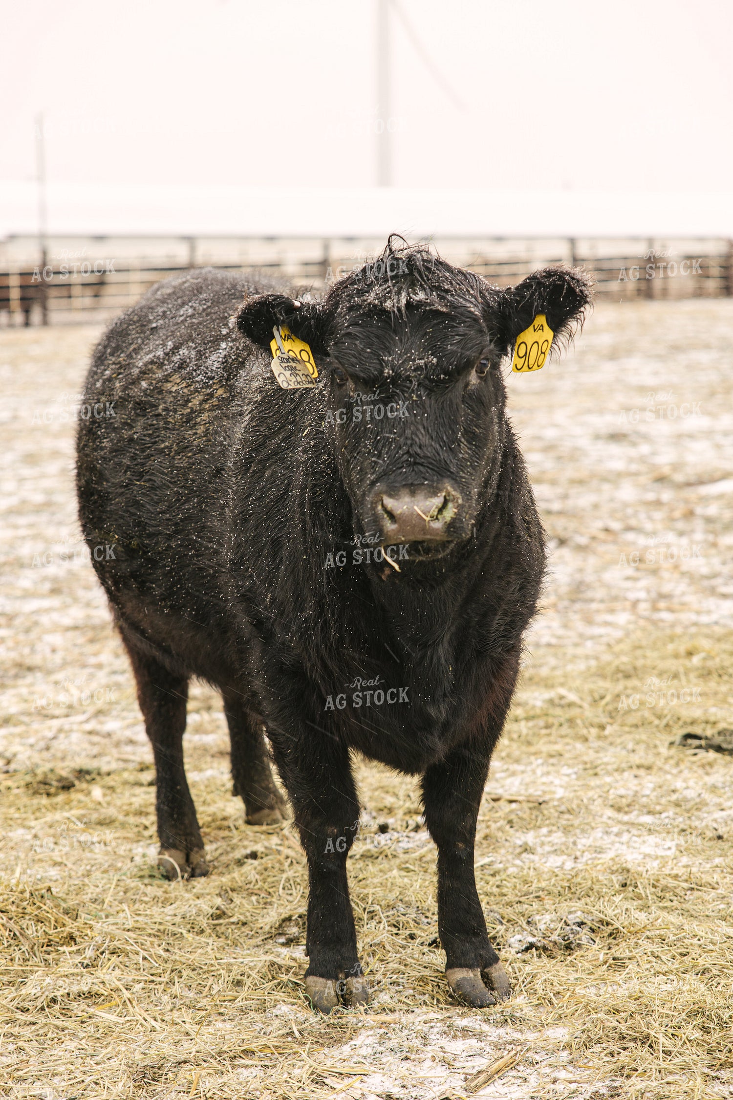 Angus Cattle in Winter 70089